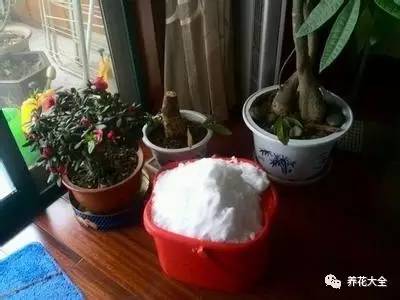 绿萝瀑布吊兰,养花吊兰绿萝