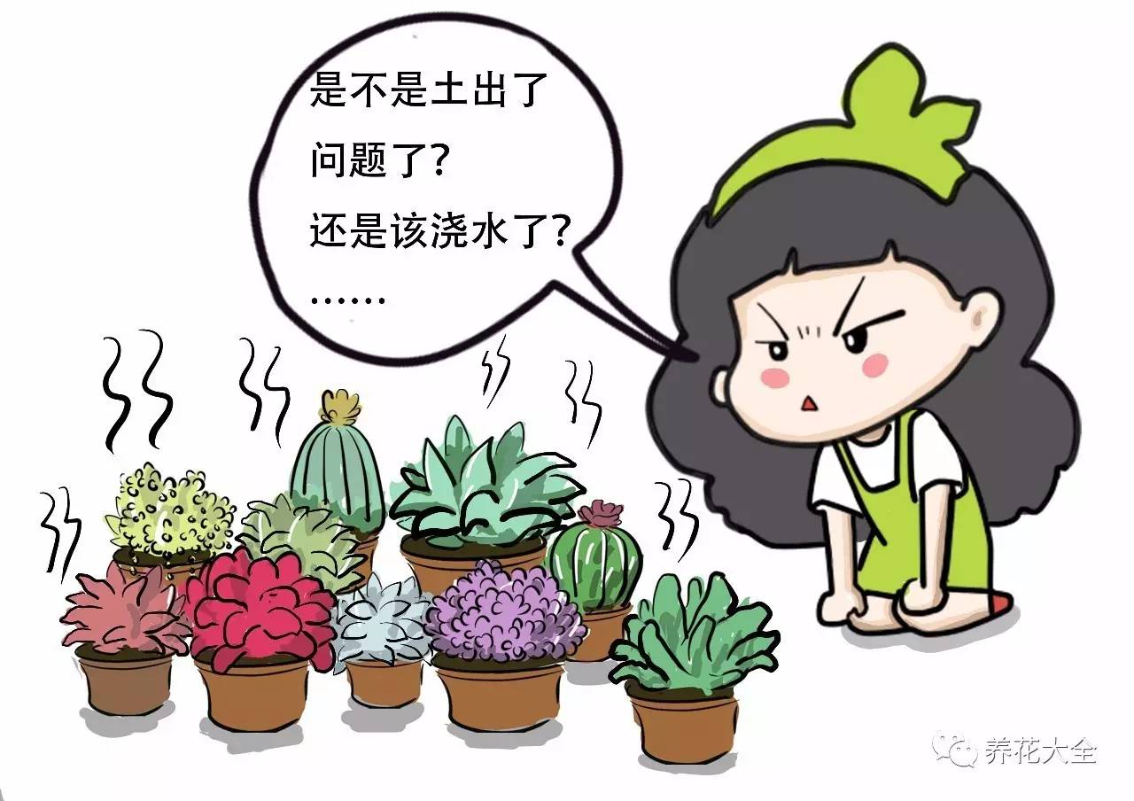 多肉的各种疑难杂症,多肉各种病讲解