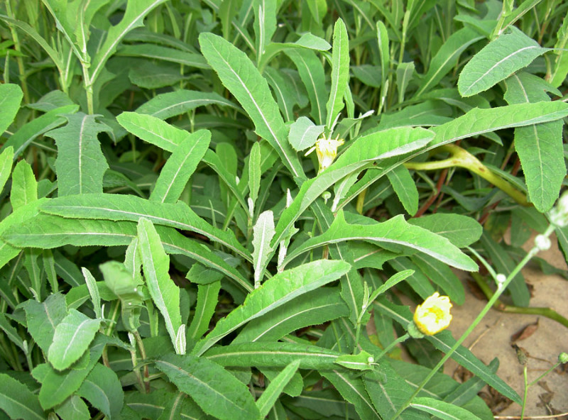 农村路边常见的中草药你认识几种,农村常见中草药盘点