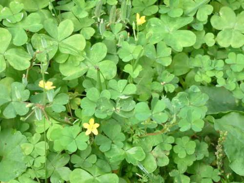 农村路边常见的中草药你认识几种,农村常见中草药盘点