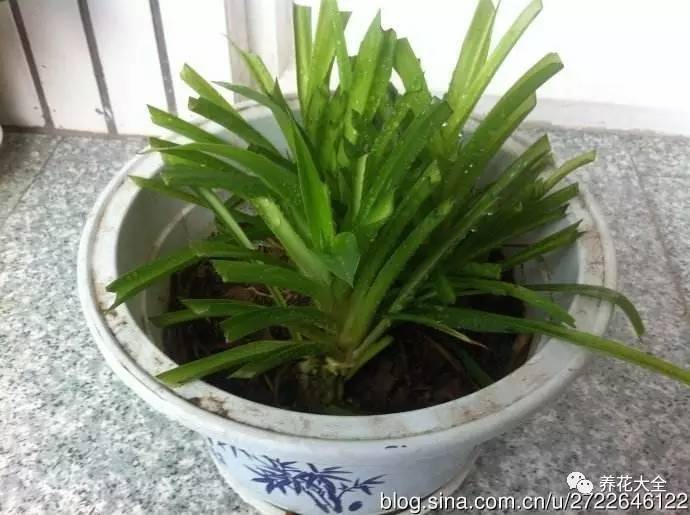 绿萝瀑布吊兰,养花吊兰绿萝