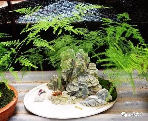 绿萝瀑布吊兰,养花吊兰绿萝