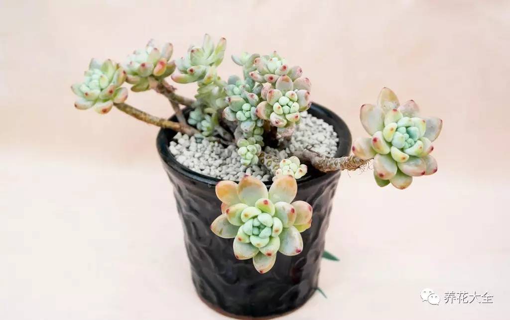 大多肉的养护技巧及注意事项,九种肉的问题