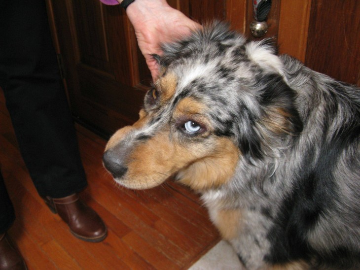 被蜜蜂蛰过的大黄狗,被黄蜂蛰到后的狗狗