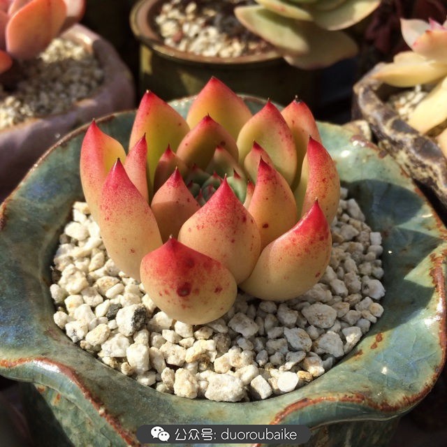 院子阳光房多肉,阳光房庭院多肉