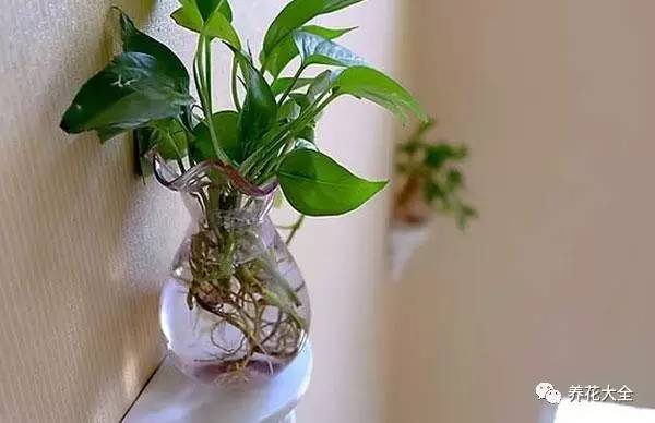 过年年宵花好卖吗,过年摆的年宵花有哪些