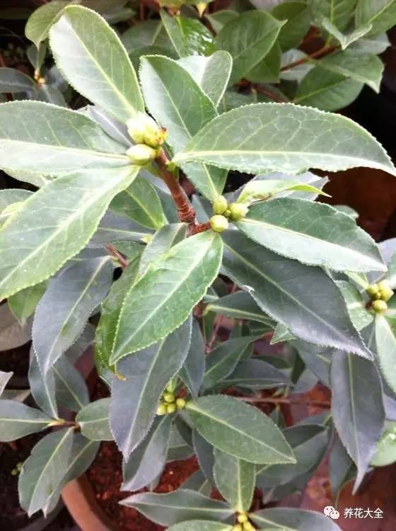 养薄荷的修剪方法技巧,修剪映山红花的技巧