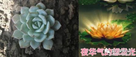 杨幂面对黑粉大气语录,杨幂自黑代表什么