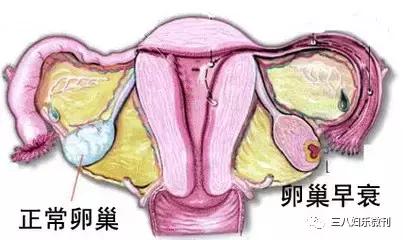 这是女人的健康“开关”，生育和美貌都由它掌管！
