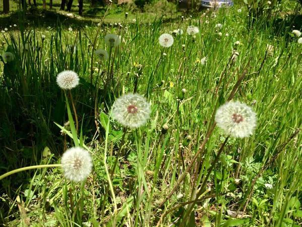 草龟最爱吃的十种蔬菜,乌龟可以吃的蔬菜植物