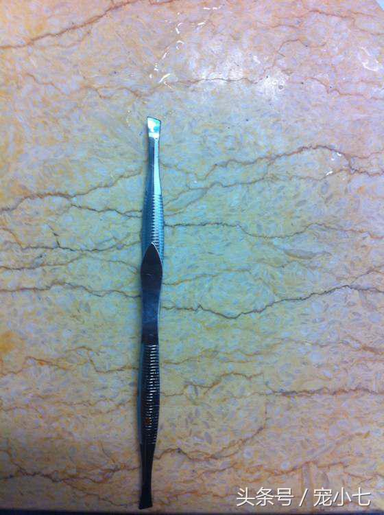 泰迪狗狗牙垢严重的原因,除牙垢泰迪牙膏