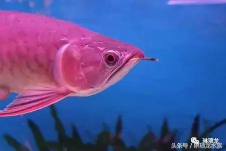 龙鱼眼睛蒙眼病三招搞定,龙鱼眼睛凹陷什么原因