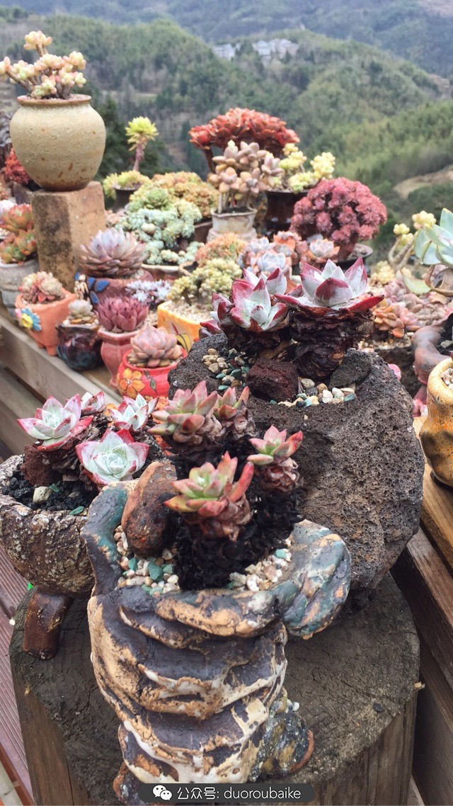 关于多肉植物的国画,多肉山水画