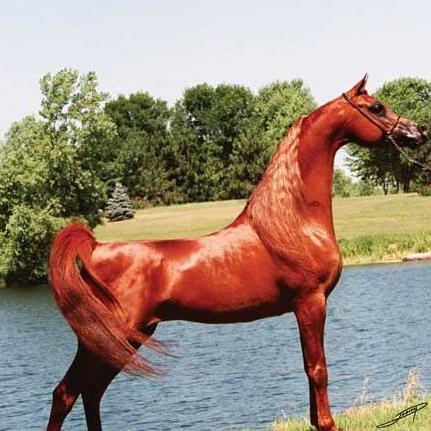 外国真品汗血宝马,汗血宝马多少钱一匹在美国