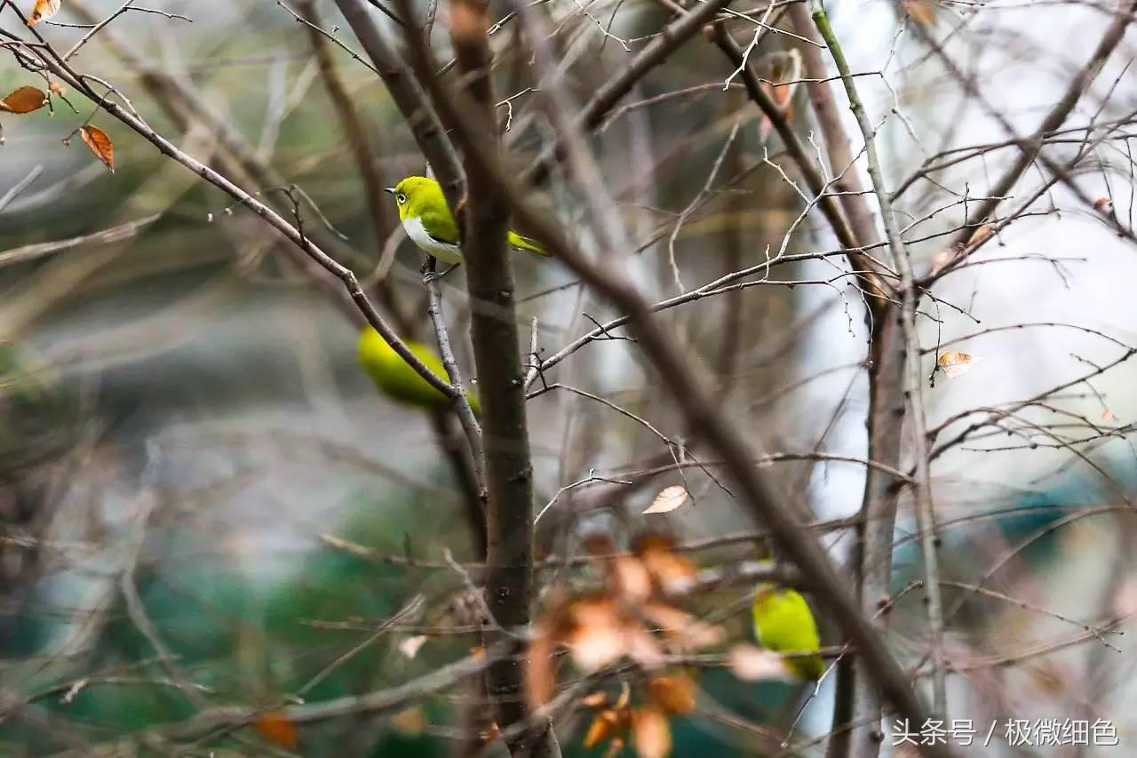 微信群发拜年祝福语怎么发,微信拜年群发