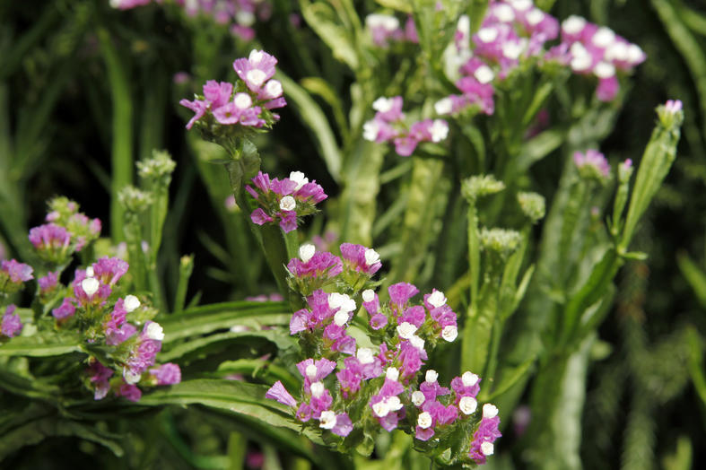 情人节送花送什么花,情人节相亲送花花语