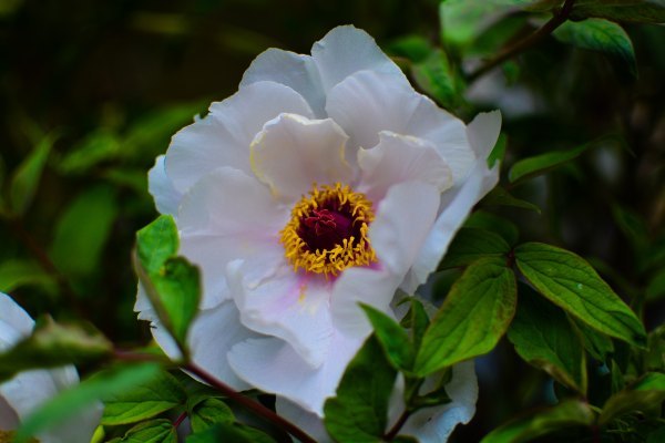 盆栽国色天香,国色天香立春