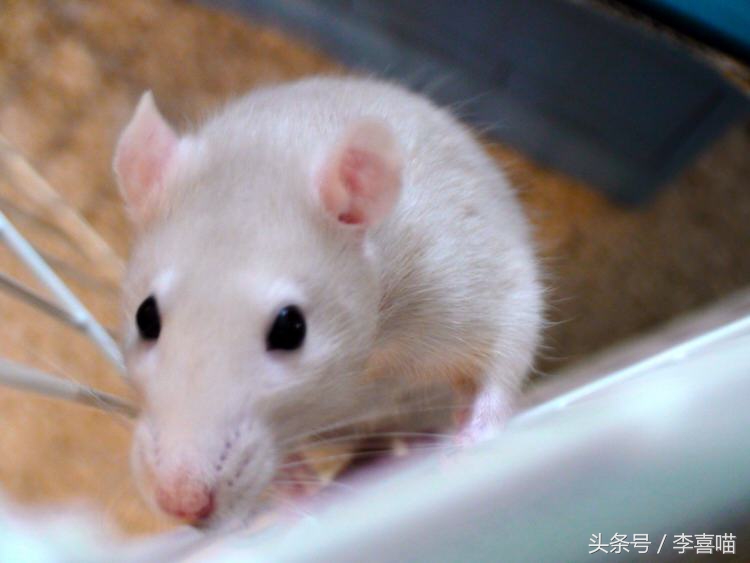 一只和老鼠成为好朋友的猫,一只老鼠和一只猫成为朋友