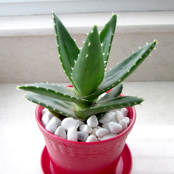 厕所异味放点什么植物,什么植物能吸收厕所的臭气