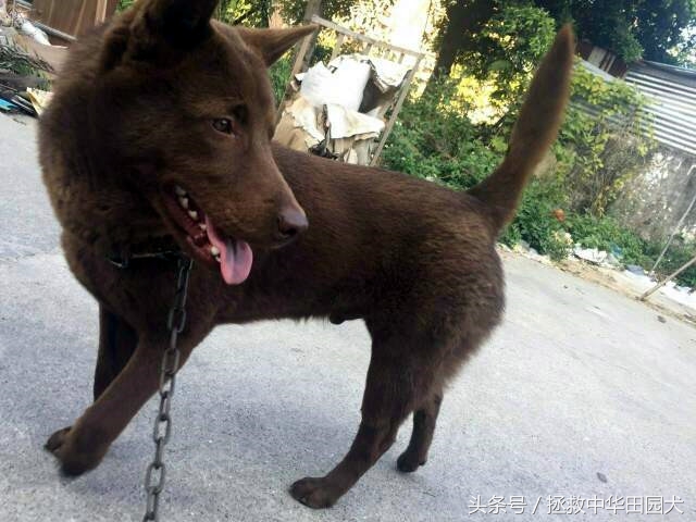 深棕色中华田园犬,棕色中华田园犬长大的样子