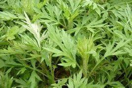 农村长在地里的中药,长在田埂上的中药