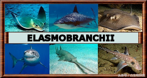 裂口鲨视频,裂口鲨完整视频