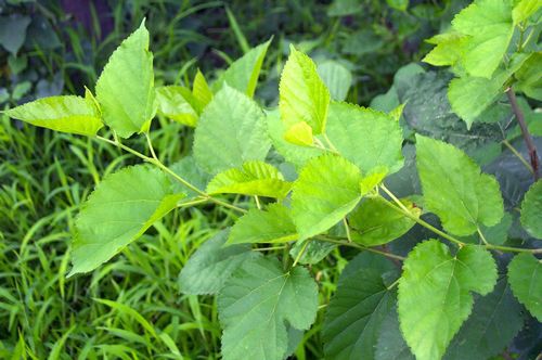 农村路边常见的中草药你认识几种,农村常见中草药盘点