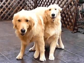 30秒抓鸽子,八个神器抓鸽子