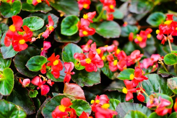 盆栽国色天香,国色天香立春