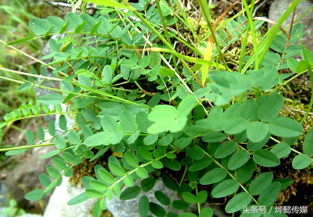 黄芪的六大功效,黄芪功效与作用
