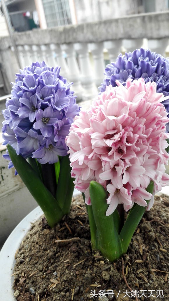 看完这些再决定要不要养猫吧,学会这几招还怕风信子养不活