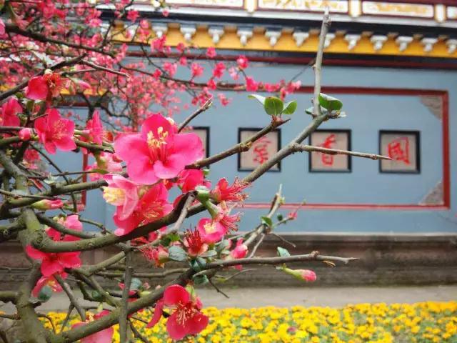 鑺辨捣閲嶇鏉ヨ,鑺辨捣鏉ヨ