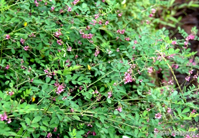 黄芪的六大功效,黄芪功效与作用