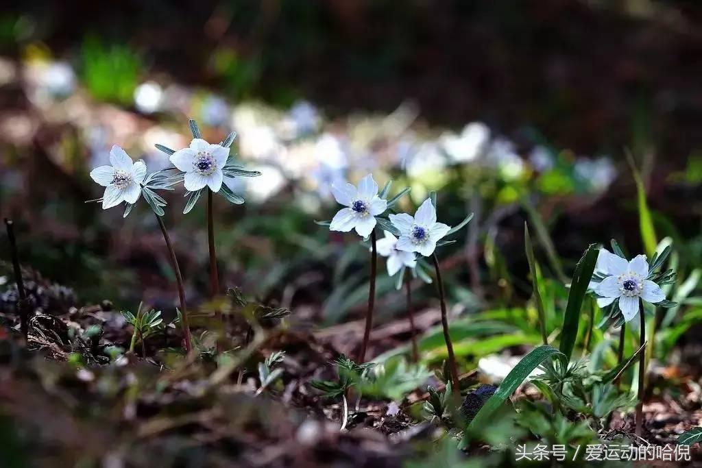 哪个牌子的运动紧身裤最好穿,运动裤小白裤