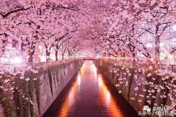 日本樱花限定值得购买吗,日本樱花限量版