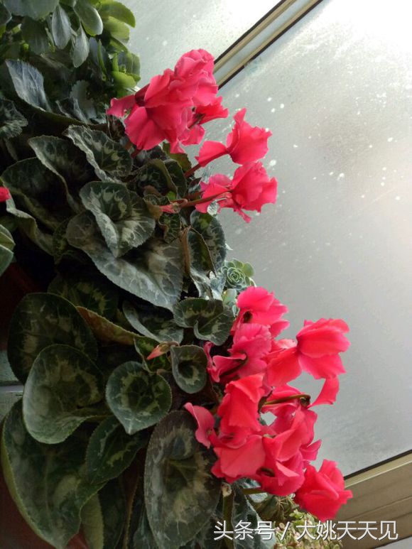 看完这些再决定要不要养猫吧,学会这几招还怕风信子养不活