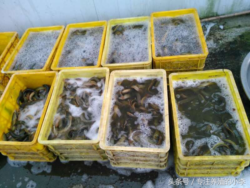 一万六千元的泥鳅苗,哪种泥鳅苗便宜