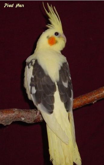 古铜玄凤鹦鹉哪个品种好,不常见的玄凤鹦鹉品种大全