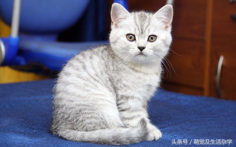 新手养猫该用什么品牌的猫粮,养猫必须知道的换毛季好物