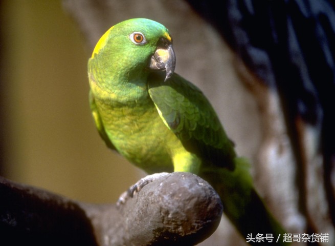 不同鹦鹉的形态和特征图片,各品种鹦鹉体型区别