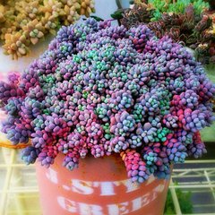 旋叶姬星美人图片,旋叶姬星美人繁殖