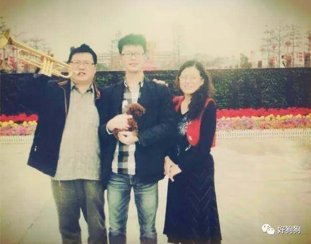 一只贵宾狗,一只贵宾犬