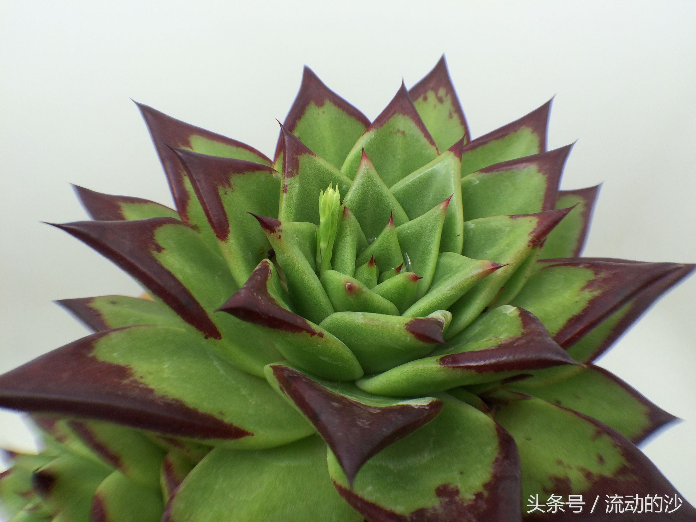 多肉植物乌木如何养,乌木多肉植物怎么养