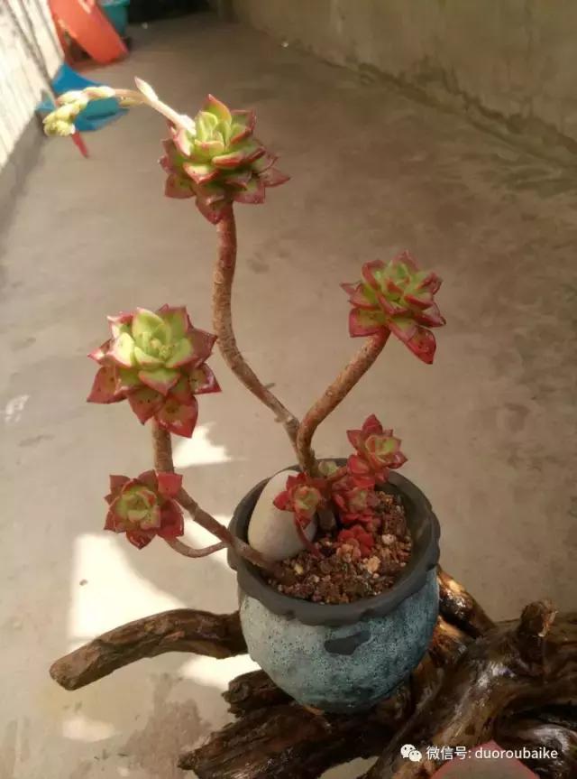 春天的多肉带给枯木新的生机，于是它们相爱了！