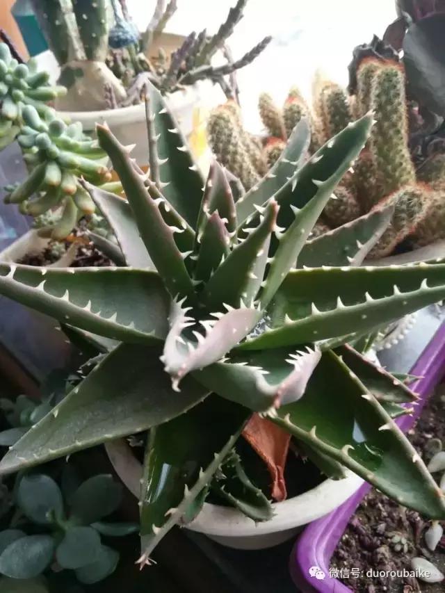 养了20年的多肉植物,老肉友多肉植物