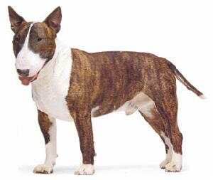 普遍的狗狗品种大全及图片,所有狗狗品种集合大全