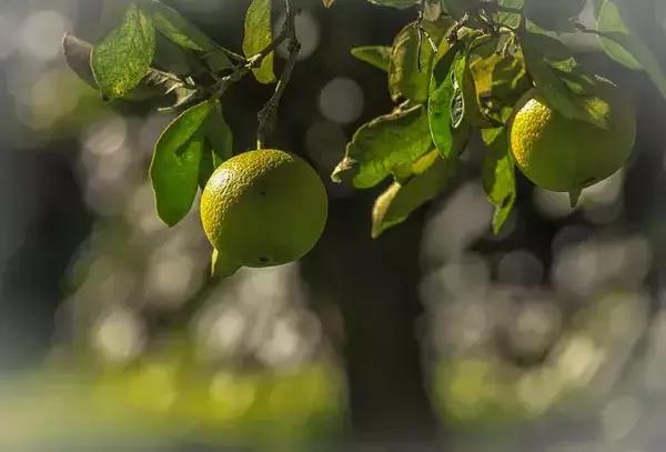 走进西班牙橄榄油的前世今生