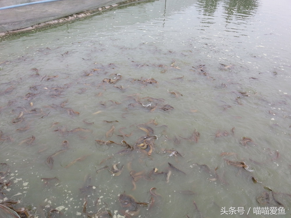 泥鳅养殖成活率高吗,养泥鳅苗种饲养管理技巧有哪些