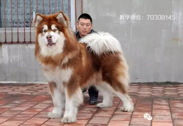 买狗如何防坑,网上买狗最新骗术