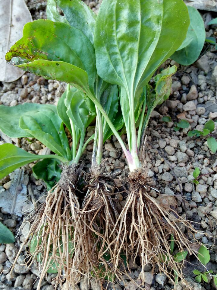 农村有一种特殊的野草,农村这种野草嫩叶却是极品野菜